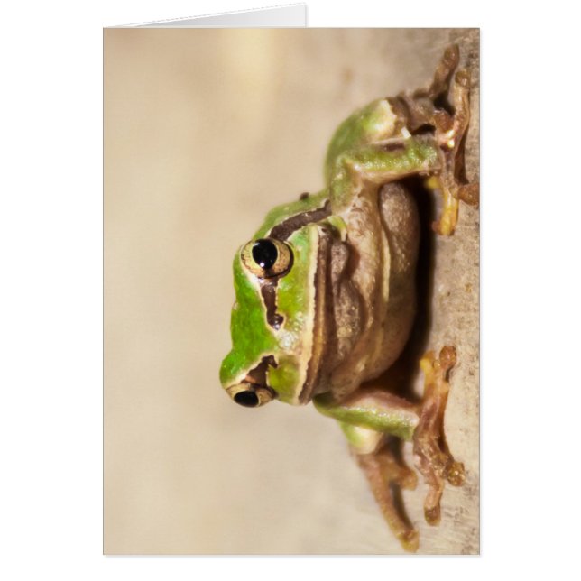 FROSCH (正面)
