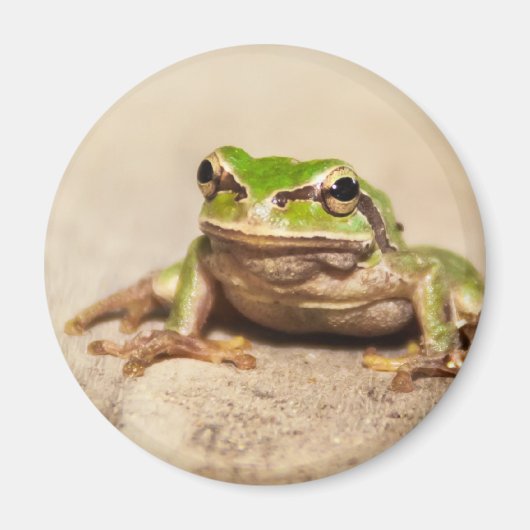 FROSCH マグネット (正面)