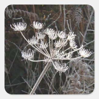 Frost Transformation in Cheshire スクエアシール