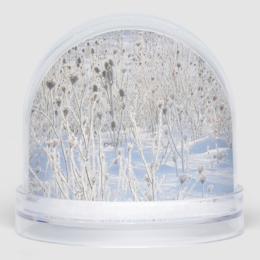 Frosted Thistles In Snow-Covered Field (正面)