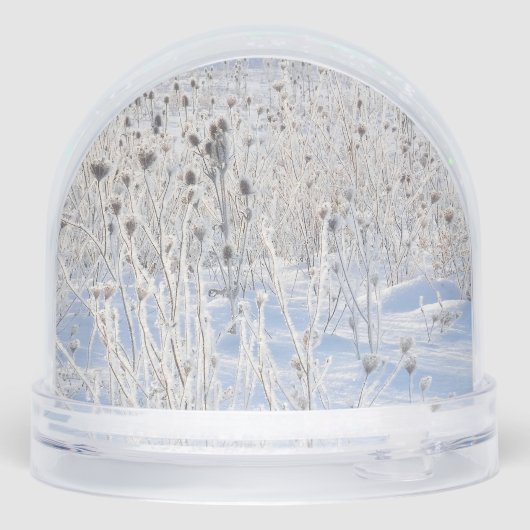 Frosted Thistles In Snow-Covered Field (裏面)