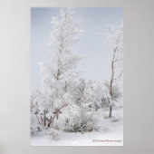 Frosted Tree Mono Lake CA ポスター (正面)