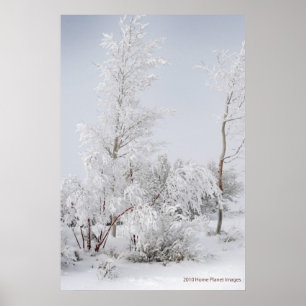 Frosted Tree Mono Lake CA ポスター