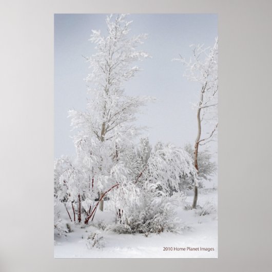 Frosted Tree Mono Lake CA ポスター (正面)
