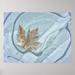 Frosty Maple Leaf Frozen on Ice ポスター