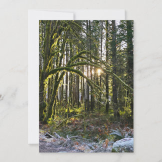 frosty sunlite moss 招待状
