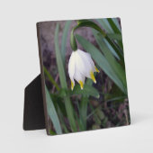 Frühlings-Schneeglöckchen Leucojum vernum Blume   フォトプラーク (正面)