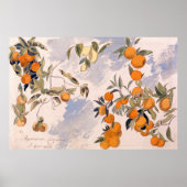 Fruit Trees - Edward Lear ポスター (正面)