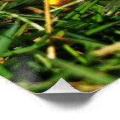 Fubby poppetjes die dansen met Narcissenjurk. ポスター (コーナー)