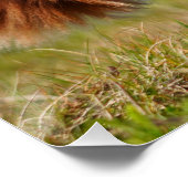 Fubby's die paardrijden op hun honden vriendje. ポスター (コーナー)