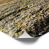 Fubby's in natuur met madeliefjes. ポスター (コーナー)