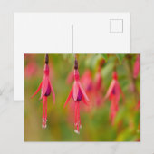 Fuchsia Flower Postcard ポストカード (正面/裏面)