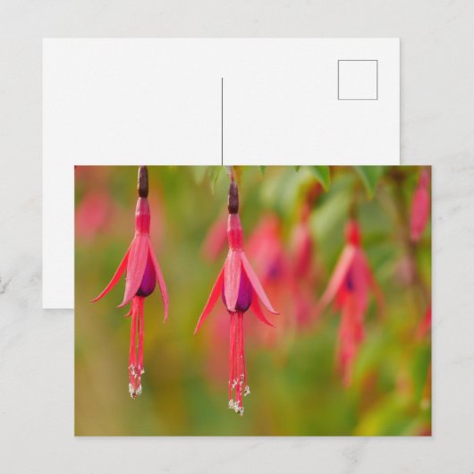Fuchsia Flower Postcard ポストカード (正面/裏面)