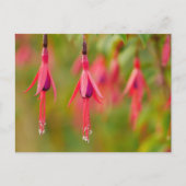 Fuchsia Flower Postcard ポストカード (正面)
