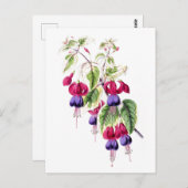 Fuchsia Flowers Vintage Botanical Postcard ポストカード (正面/裏面)