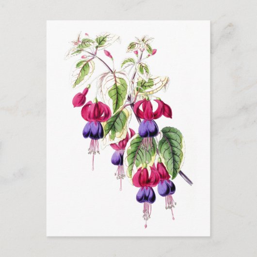 Fuchsia Flowers Vintage Botanical Postcard ポストカード (正面)