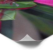 Fucshia Oleander写真 ポスター (角)