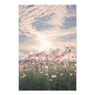 Fujiwara Palace Site, cosmos フォトプリント