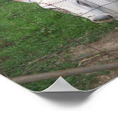 Fun Albino Mule Photo  ポスター (角)