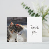 Fun Cute Kittens Cats   Thank You サンキューカード (スタンド正面)