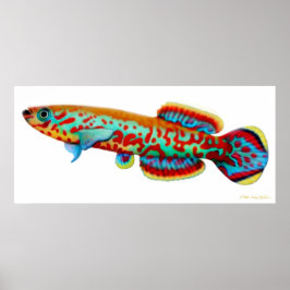 Fundulopanchax Gardneri Killifish Poster ポスター