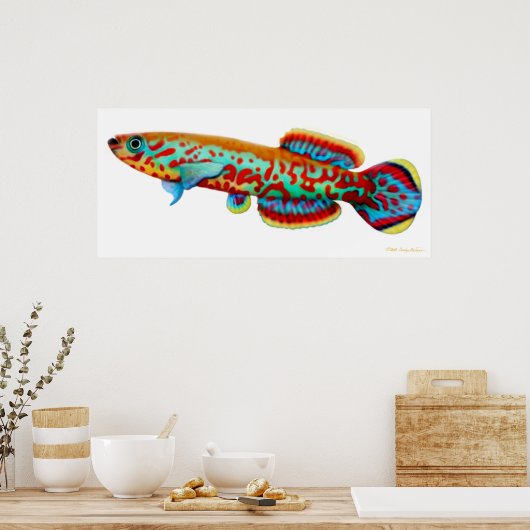 Fundulopanchax Gardneri Killifish Poster ポスター (キッチン)