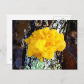 Fungi Tremella Mesentericaポストカード ポストカード (正面/裏面)