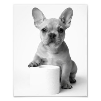 Funny Aesthetic French Bulldog Toilet Paper Photo フォトプリント