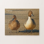 Funny American / Northern Pintail Ducks Gothic ジグソーパズル<br><div class="desc">Part brainteaser, part assemble-it-yourself art, this challenging, wildlife-themed puzzle is great for improving muscle memory. Those of you familiar with famous paintings will realize that this is a wildlife spoof of one which sold for quite the pretty penny in 2005. I couldn't resist the opportunity to photograph this out-of-water pair...</div>