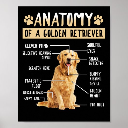 Funny Anatomy Golden Retriever Dog Lover Gift ポスター (正面)