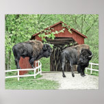 Funny Bison At The Covered Bridge ポスター<br><div class="desc">Great gift idea.</div>