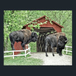 Funny Bison At The Covered Bridge ポスター<br><div class="desc">Great gift idea.</div>