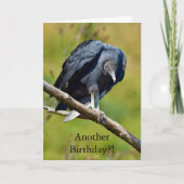 Funny black vulture birthday card カード (正面)