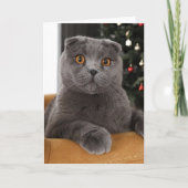 Funny British cat and christmas tree カード (正面)
