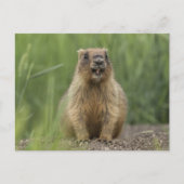 Funny Brown Realistic Groundhog Tongue Out Photo ポストカード (正面)