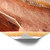 Funny calm orangutan ポスター (角)