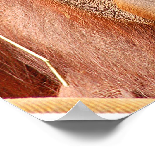 Funny calm orangutan ポスター (角)