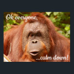 Funny calm orangutan ポスター<br><div class="desc">Funny calm orangutan giving advice paperweight</div>