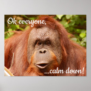 Funny calm orangutan ポスター