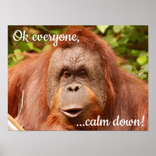 Funny calm orangutan ポスター (正面)