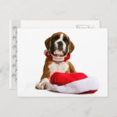 funny Christmas dog Boxer puppy シーズンポストカード (正面/裏面)