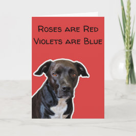 Funny Dog Lovers Valentine's Day Card カード