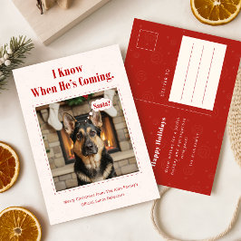 Funny Dog Pet Photo Christmas Holiday Postcard シーズンポストカード