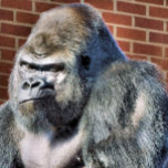 FUNNY GORILLA キッチンタオル<br><div class="desc">A photographic design of a cute thoughtful gorilla.</div>