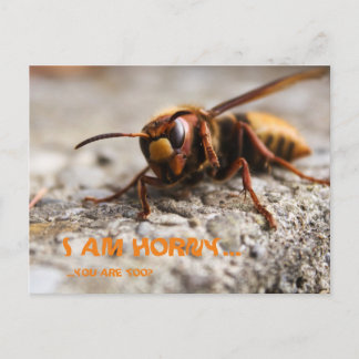 Funny insect hornet slogan postcard ポストカード
