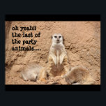 funny meerkat poster, Party Animal! ポスター<br><div class="desc">funny meerkat poster,  Party Animal!</div>