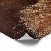 Funny Raccoon Sticking It's Tongue Out ポスター (角)