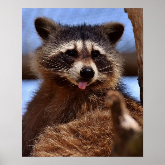 Funny Raccoon Sticking It's Tongue Out ポスター (正面)
