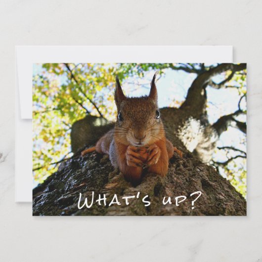 Funny Squirrel Cute Animals Hello There from Hi シーズンカード (正面)