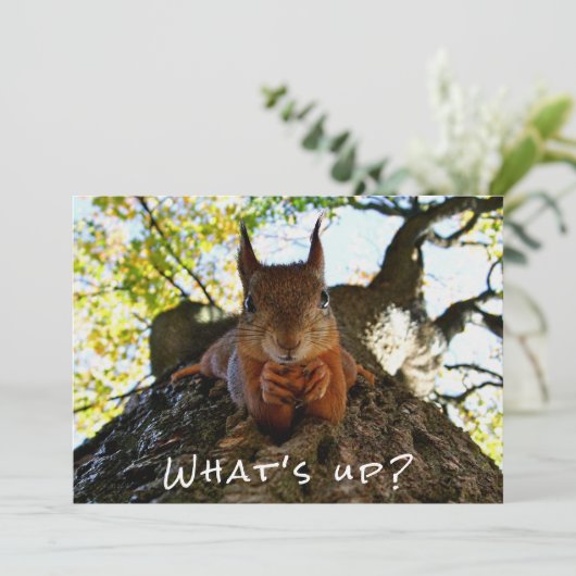 Funny Squirrel Cute Animals Hello There from Hi シーズンカード (スタンド正面)